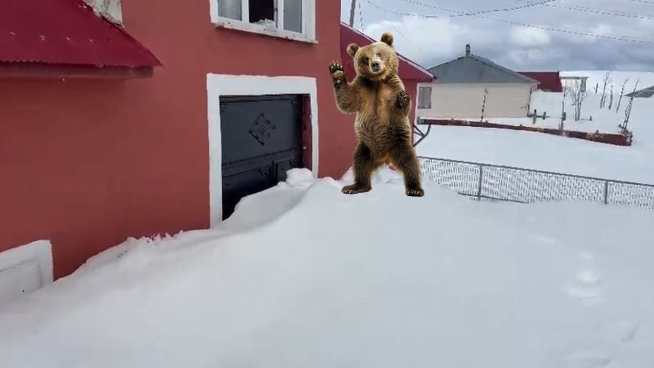 Gümüşhane’de akıl almaz olay: Ayılar artık 2. katların penceresinden giriyor