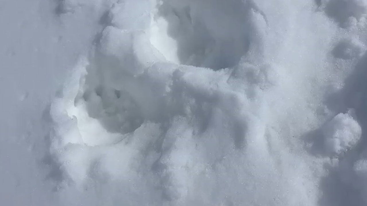 Foto - Gümüşhane’de akıl almaz olay: Ayılar artık 2. katların penceresinden giriyor