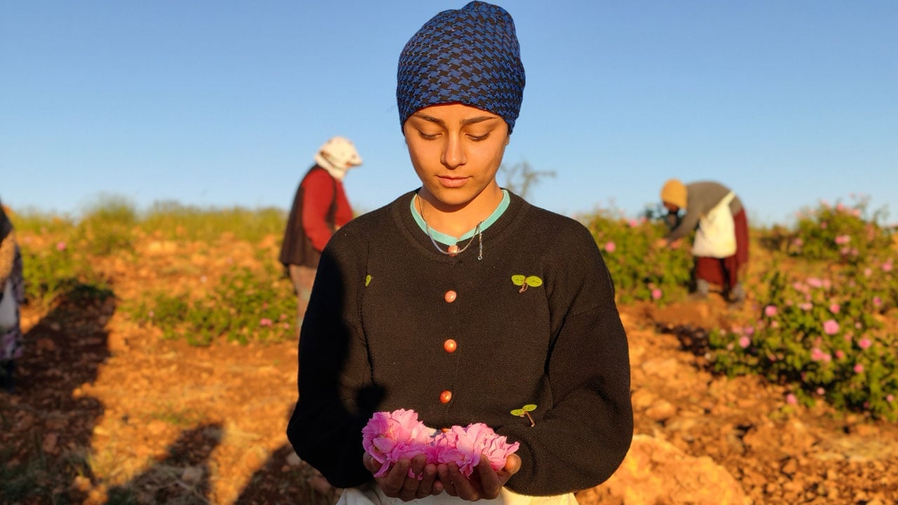Foto - Gün doğmadan hasat başlıyor! Mardin’de gül bahçeleri istihdam kapısı oldu