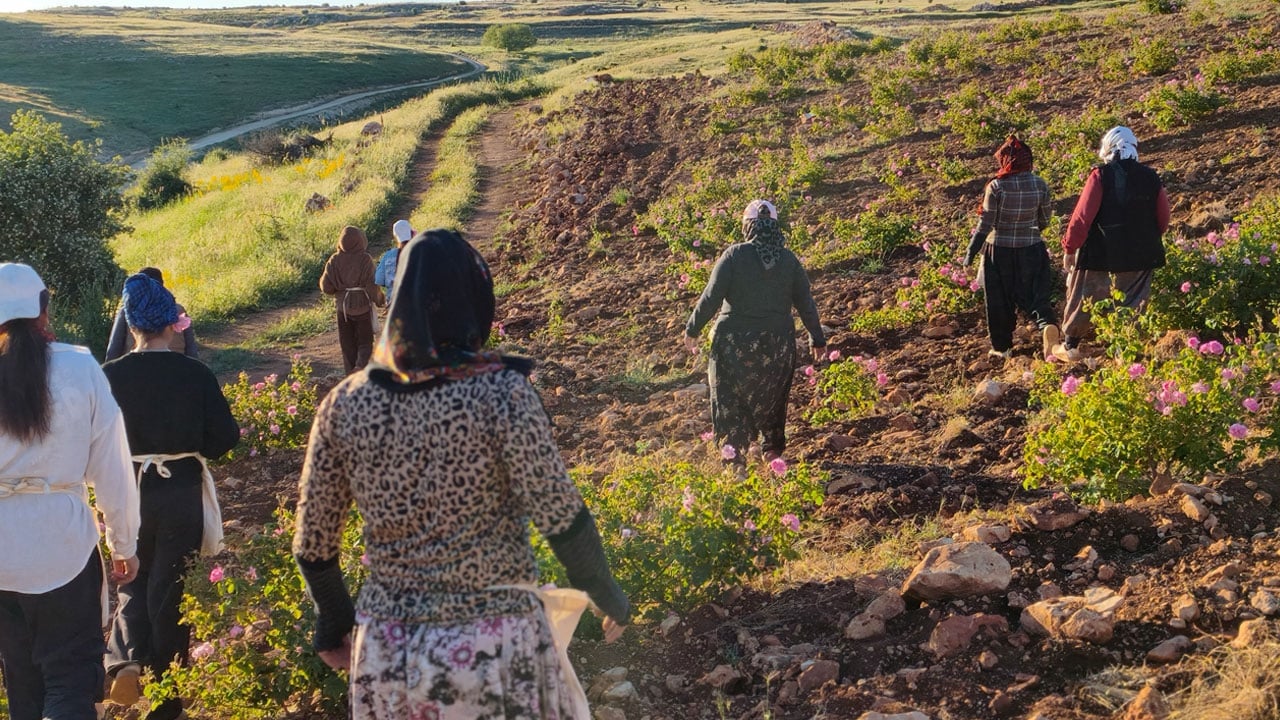 Foto - Gün doğmadan hasat başlıyor! Mardin’de gül bahçeleri istihdam kapısı oldu