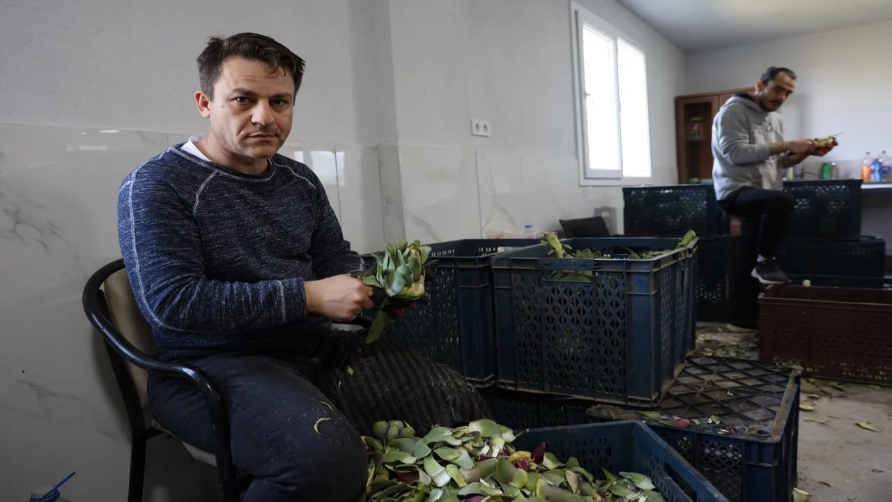 Foto - Günde 2 bin tane soyup servet elde ediyorlar: Asgari ücretin tam 4 katını kazandırıyor! İstanbul’u bırakıp akın akın oraya koştular