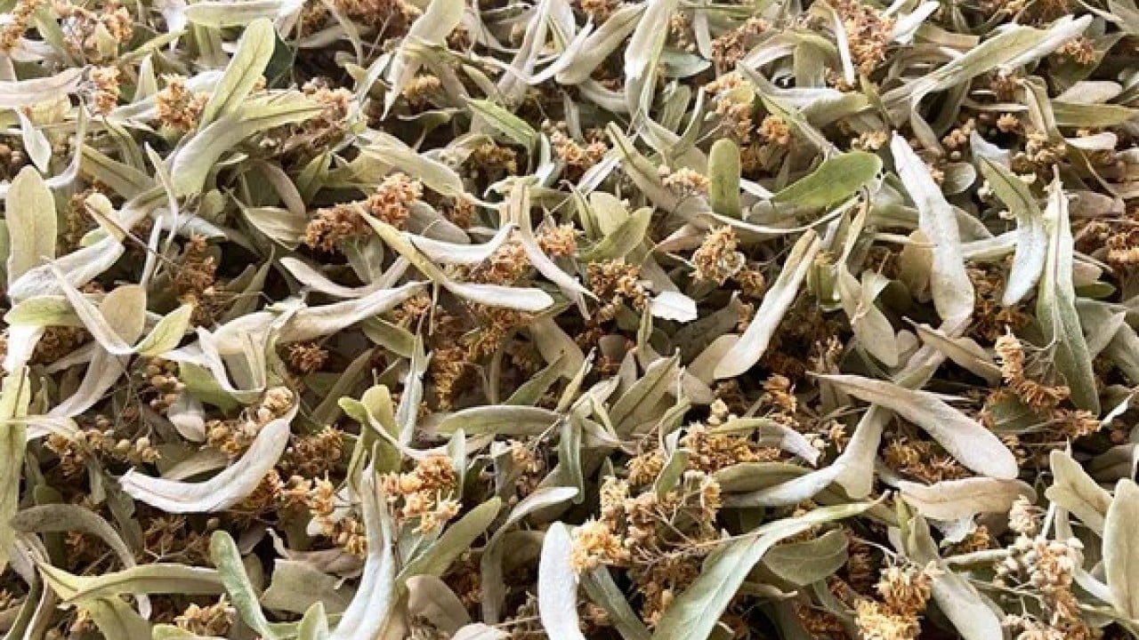 Foto - Günde bir bardakla şifa dolu! Ihlamurun mucizevi etkisi