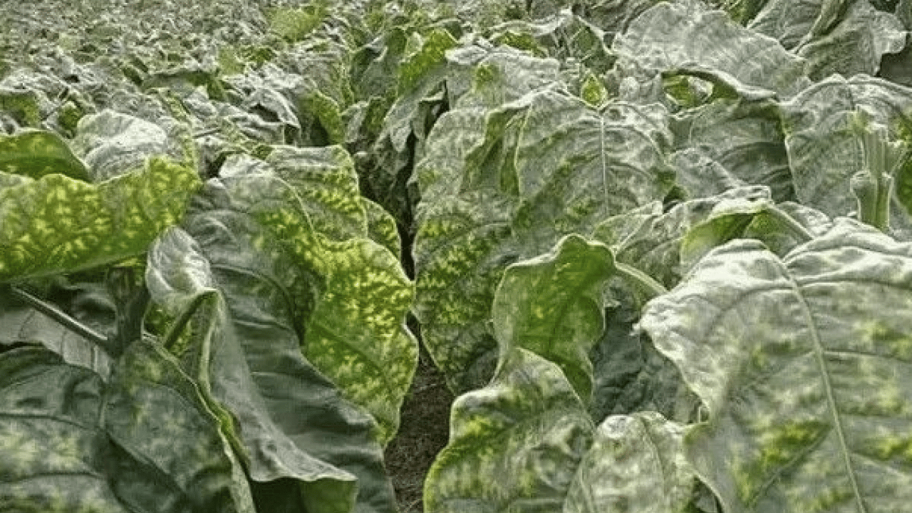 Foto - Gündemi sarsacak açıklama: Maraş otu masum değil: 8 Paket sigaraya bedel