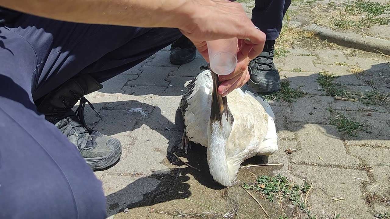 Foto - Güneşin altında bitkin düştü! Aşırı sıcaklardan bayılan leyleğe itfaiye eli uzandı!