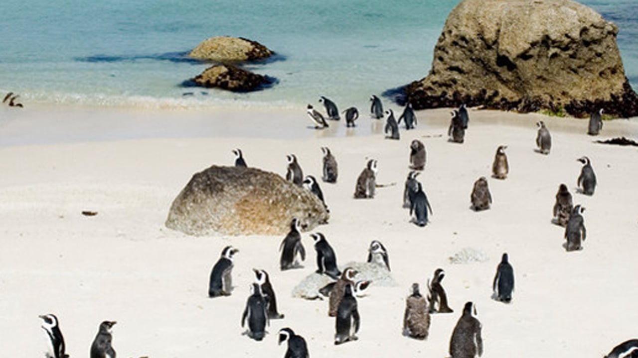 Foto - Güney Afrika'da yaklaşık 62 bin penguenin açlıktan öldüğü haberi geldi! Korkutan gelişme 