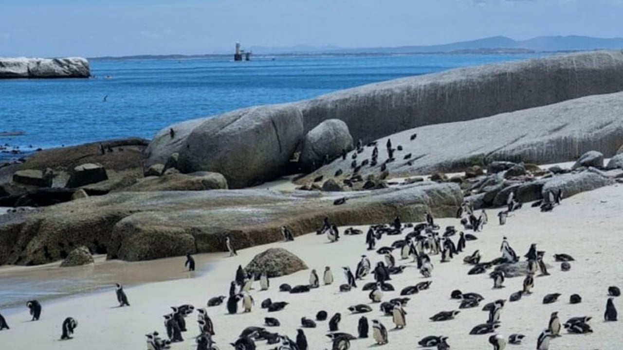 Foto - Güney Afrika'da yaklaşık 62 bin penguenin açlıktan öldüğü haberi geldi! Korkutan gelişme 