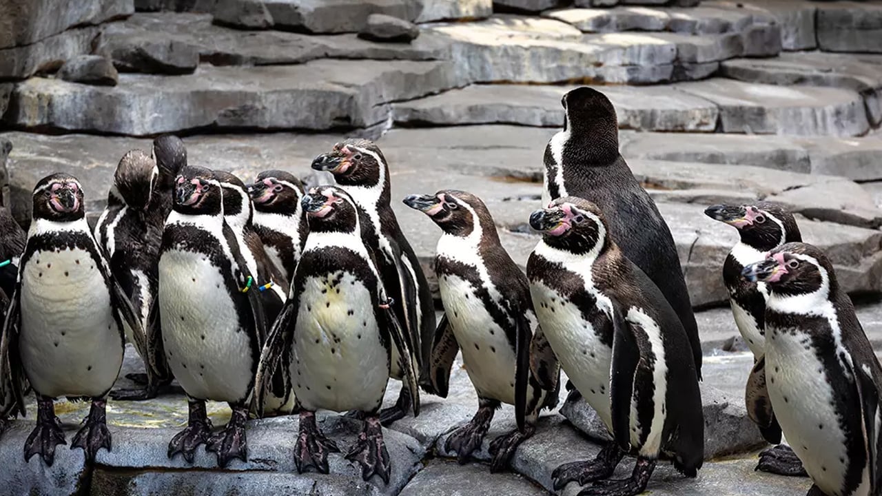 Foto - Güney Afrika'da yaklaşık 62 bin penguenin açlıktan öldüğü haberi geldi! Korkutan gelişme 