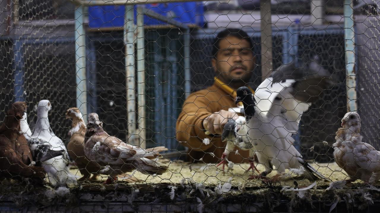 Foto - Güvercin tutkunları ‘Kuş Mezadı’nda buluşuyor