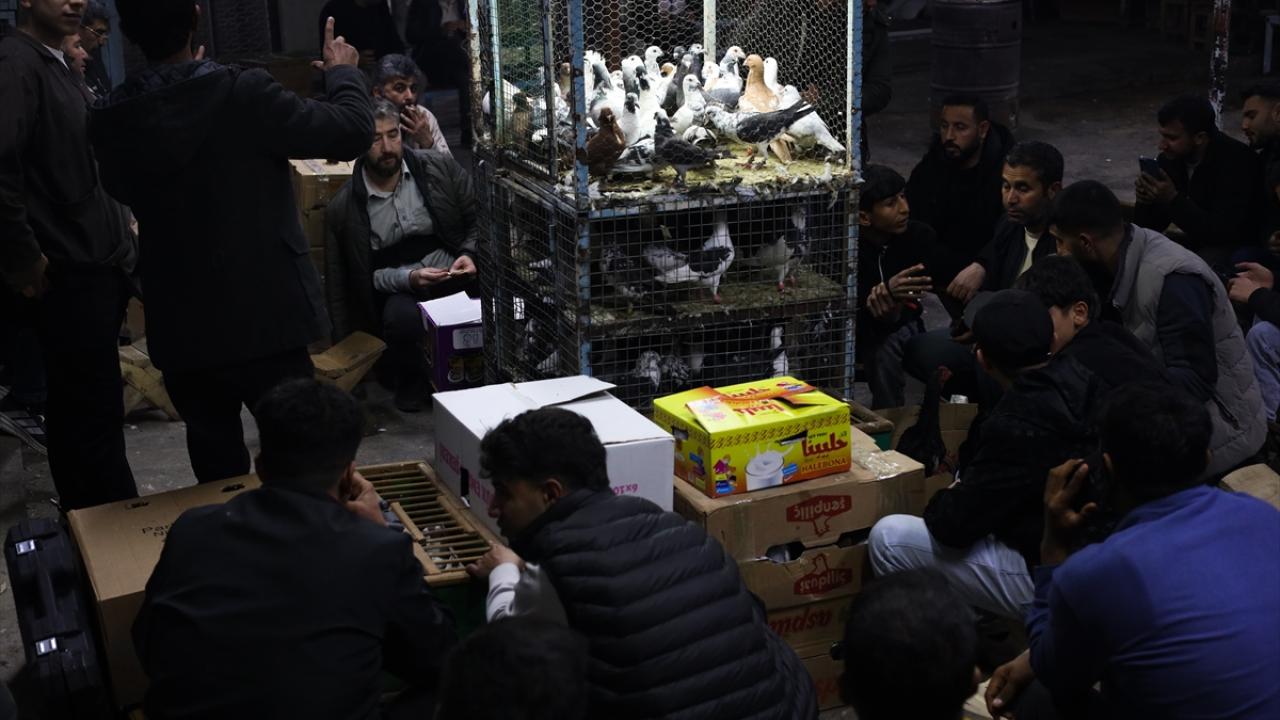 Foto - Güvercin tutkunları ‘Kuş Mezadı’nda buluşuyor