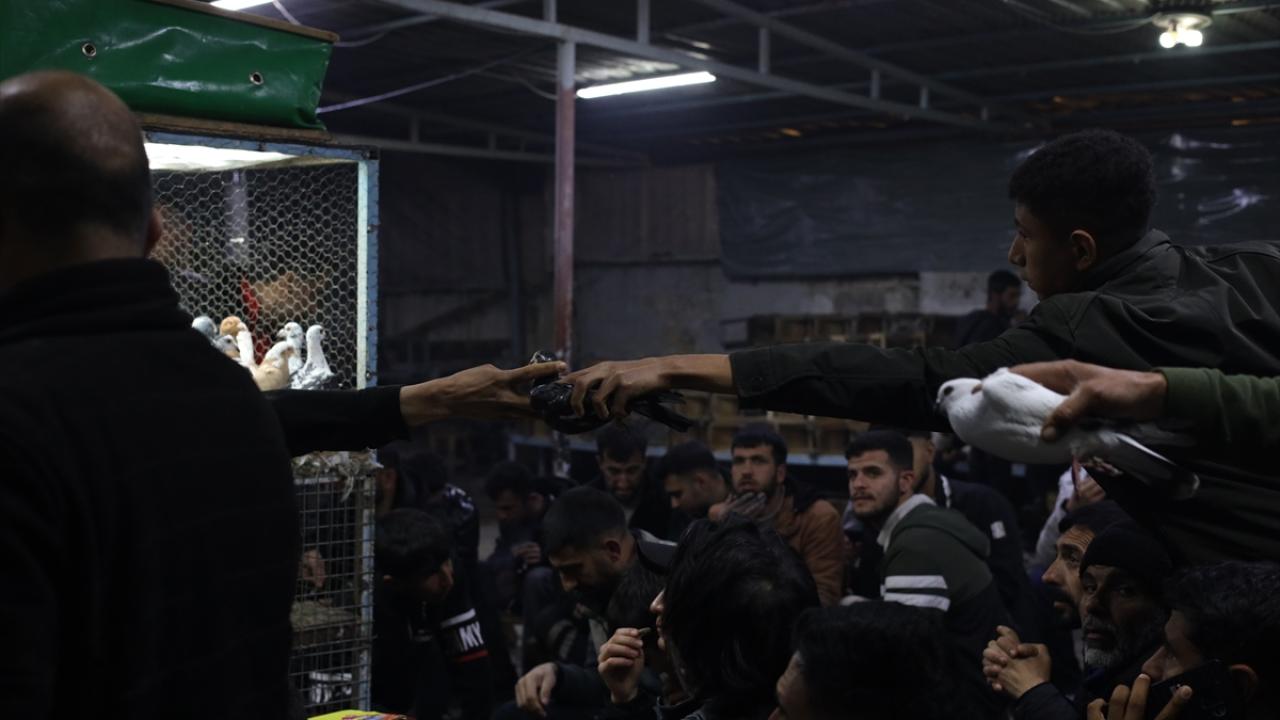 Foto - Güvercin tutkunları ‘Kuş Mezadı’nda buluşuyor