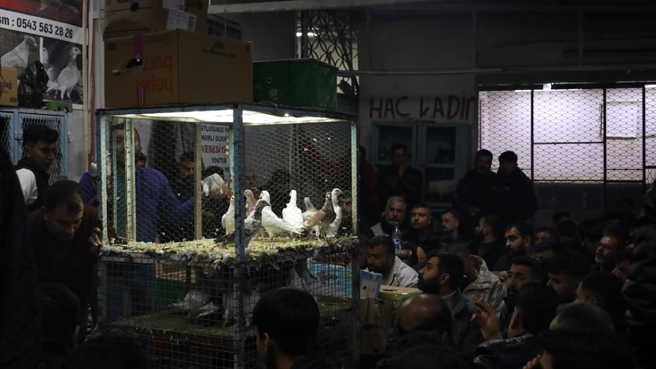 Foto - Güvercin tutkunları ‘Kuş Mezadı’nda buluşuyor