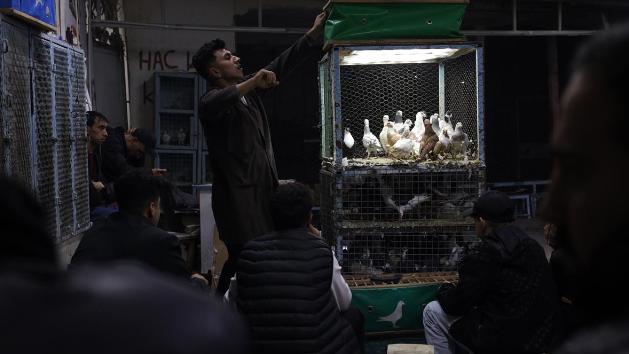 Foto - Güvercin tutkunları ‘Kuş Mezadı’nda buluşuyor