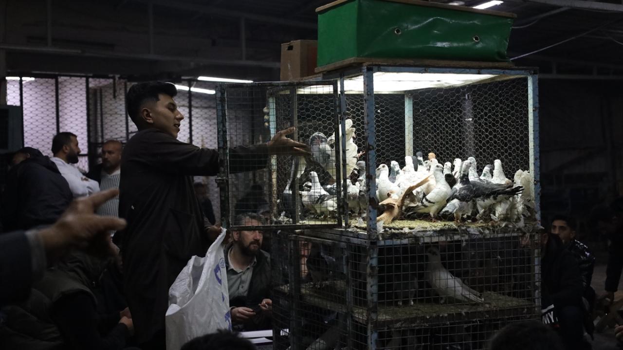 Foto - Güvercin tutkunları ‘Kuş Mezadı’nda buluşuyor