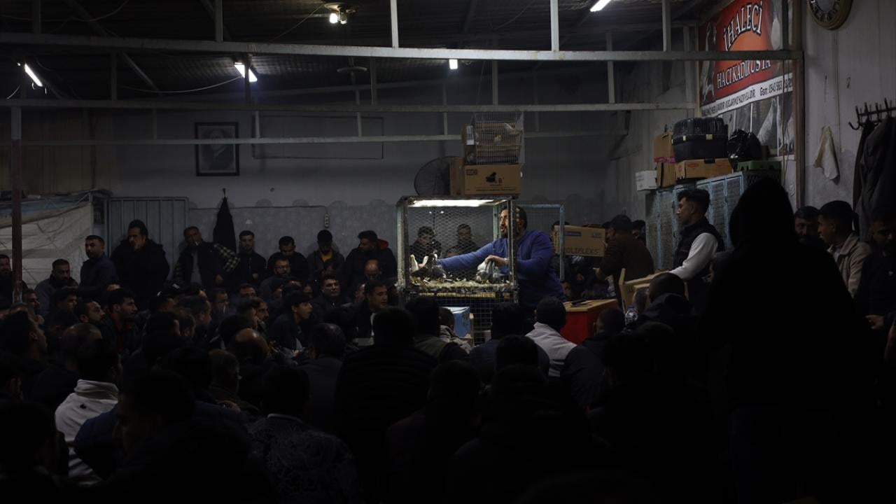 Güvercin tutkunları ‘Kuş Mezadı’nda buluşuyor