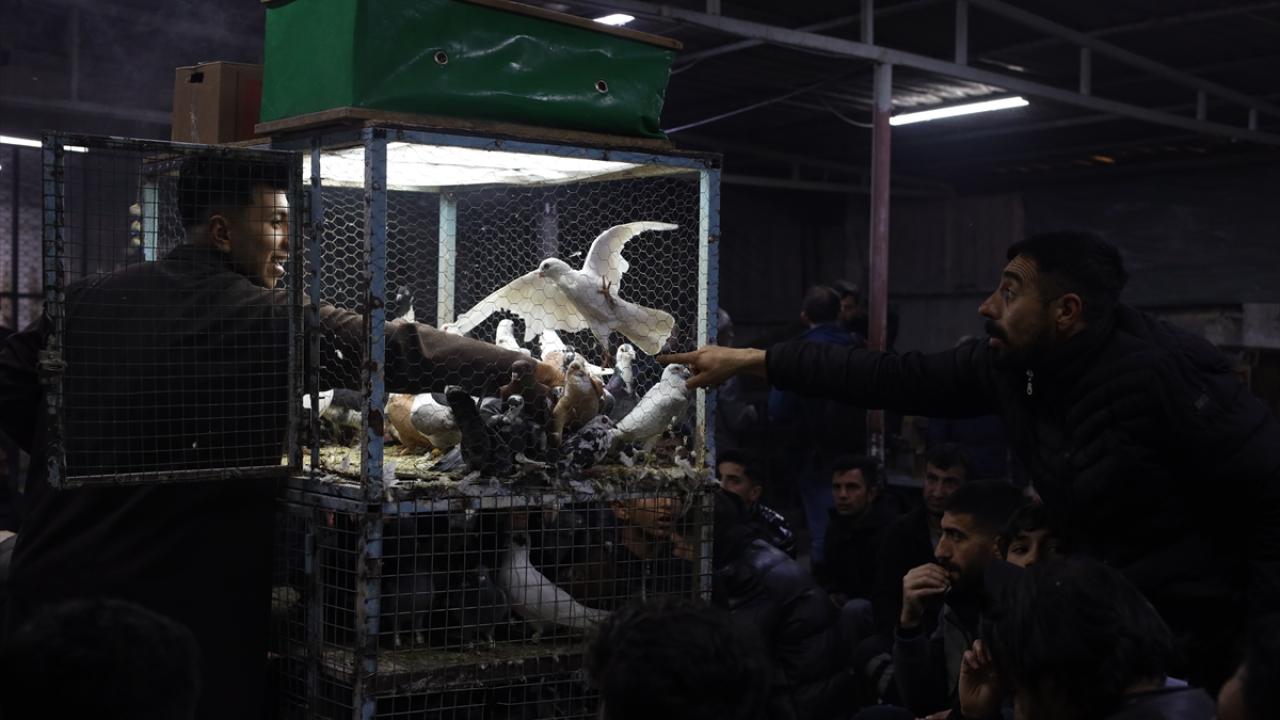 Foto - Güvercin tutkunları ‘Kuş Mezadı’nda buluşuyor