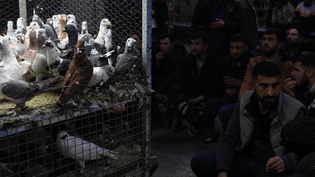 Foto - Güvercin tutkunları ‘Kuş Mezadı’nda buluşuyor