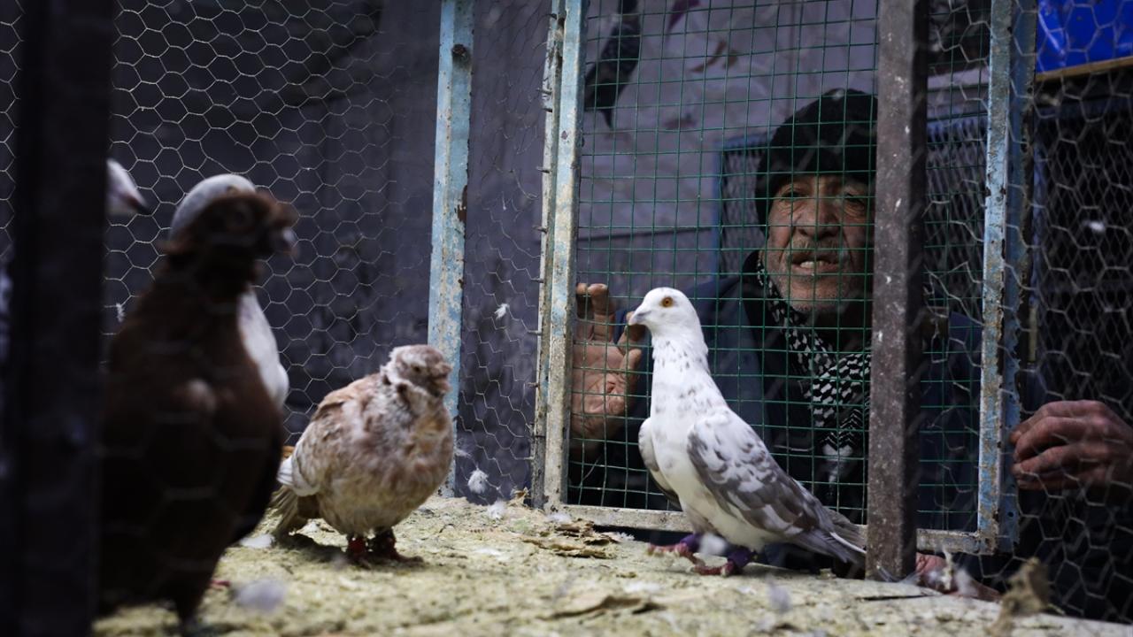 Foto - Güvercin tutkunları ‘Kuş Mezadı’nda buluşuyor