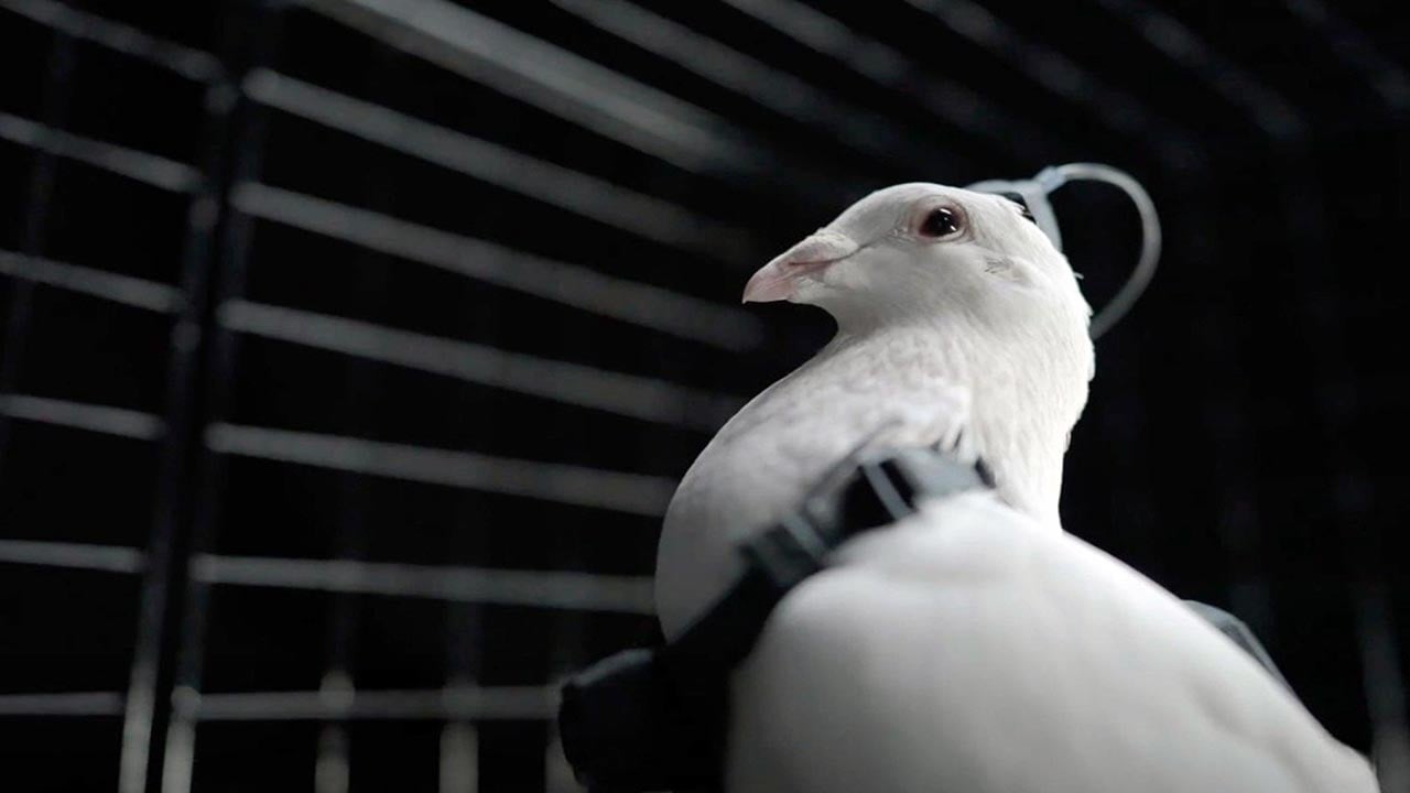 Foto - Güvercinleri casus olarak kullanıyorlar! Çip takılı güvercinler şehir gözetleyecek