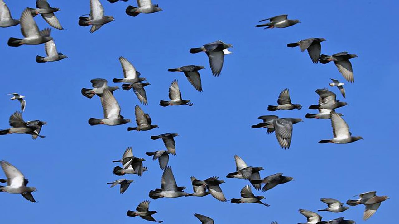 Güvercinleri casus olarak kullanıyorlar! Çip takılı güvercinler şehir gözetleyecek