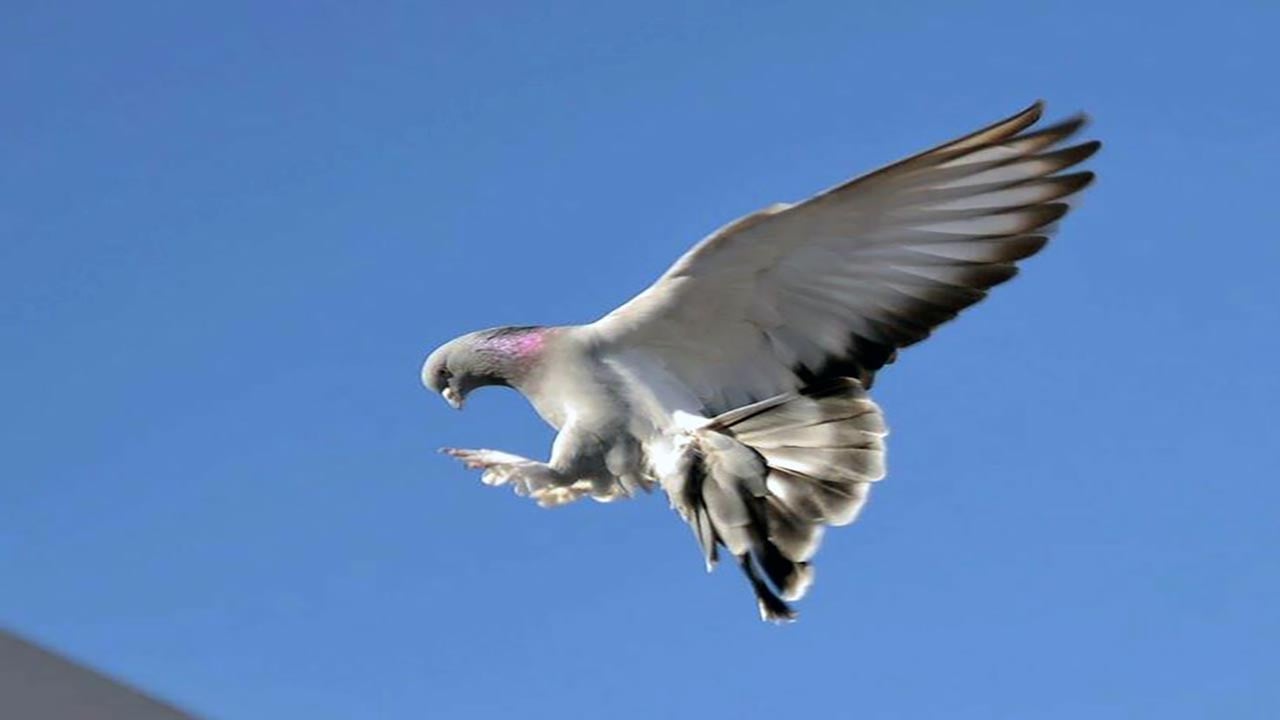 Foto - Güvercinleri casus olarak kullanıyorlar! Çip takılı güvercinler şehir gözetleyecek