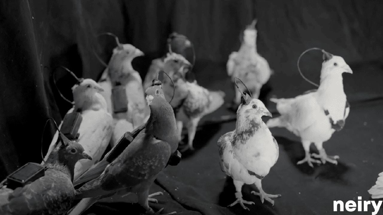 Foto - Güvercinleri casus olarak kullanıyorlar! Çip takılı güvercinler şehir gözetleyecek