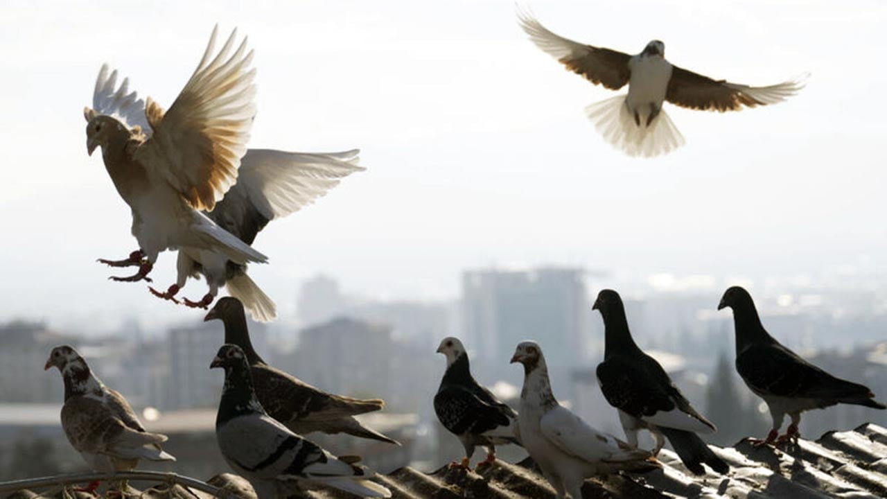 Foto - Güvercinleri casus olarak kullanıyorlar! Çip takılı güvercinler şehir gözetleyecek