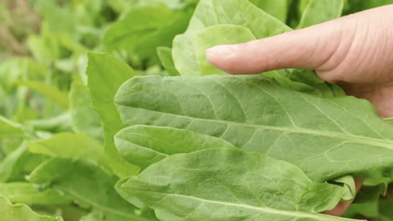 Foto - Hafif ekşimsi aromasıyla... Pekmeze rakip o bitki: Demir depoları doluyor