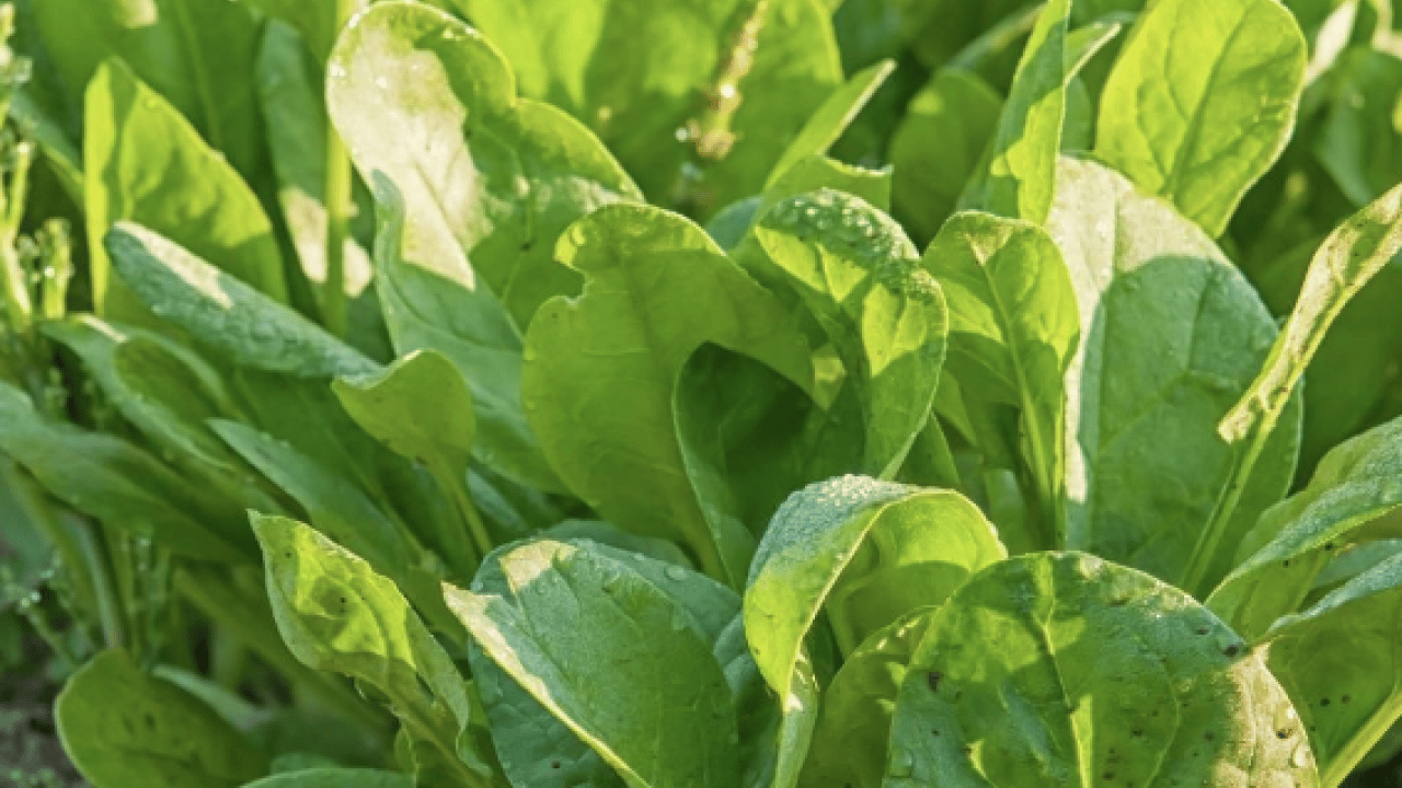 Foto - Hafif ekşimsi aromasıyla... Pekmeze rakip o bitki: Demir depoları doluyor