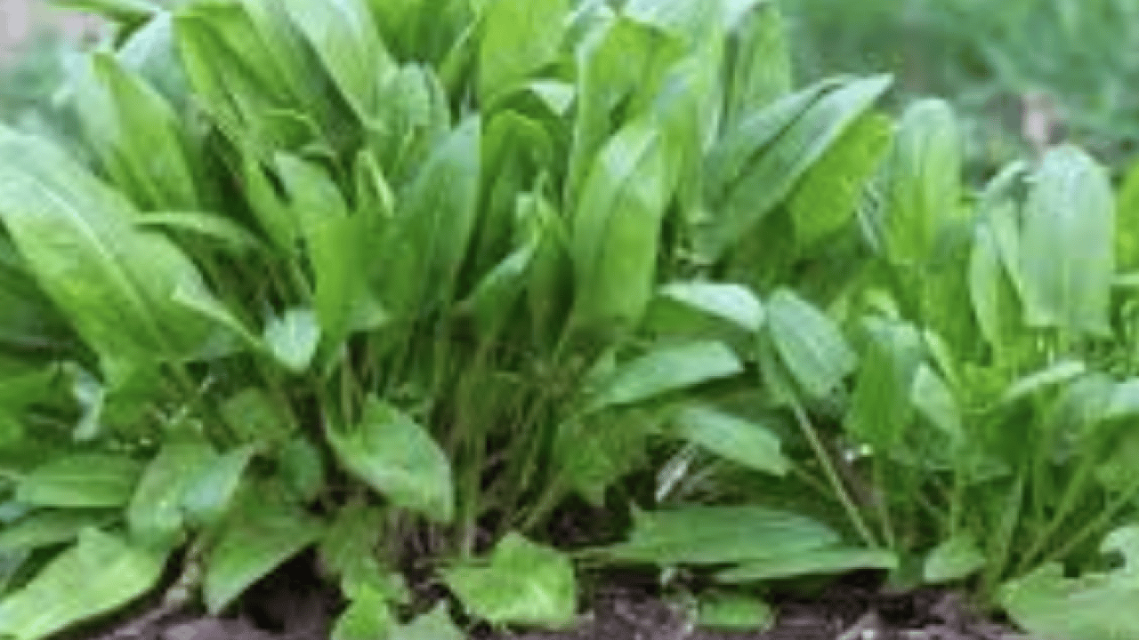 Foto - Hafif ekşimsi aromasıyla... Pekmeze rakip o bitki: Demir depoları doluyor