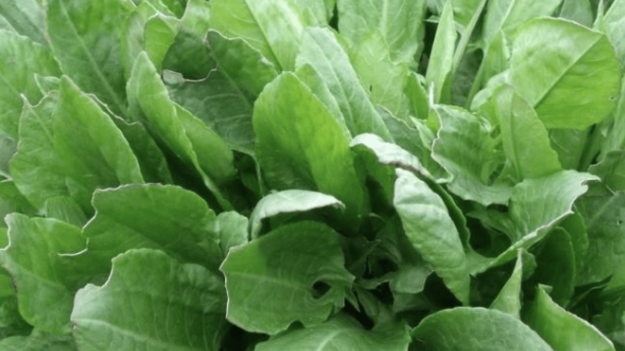 Foto - Hafif ekşimsi aromasıyla... Pekmeze rakip o bitki: Demir depoları doluyor