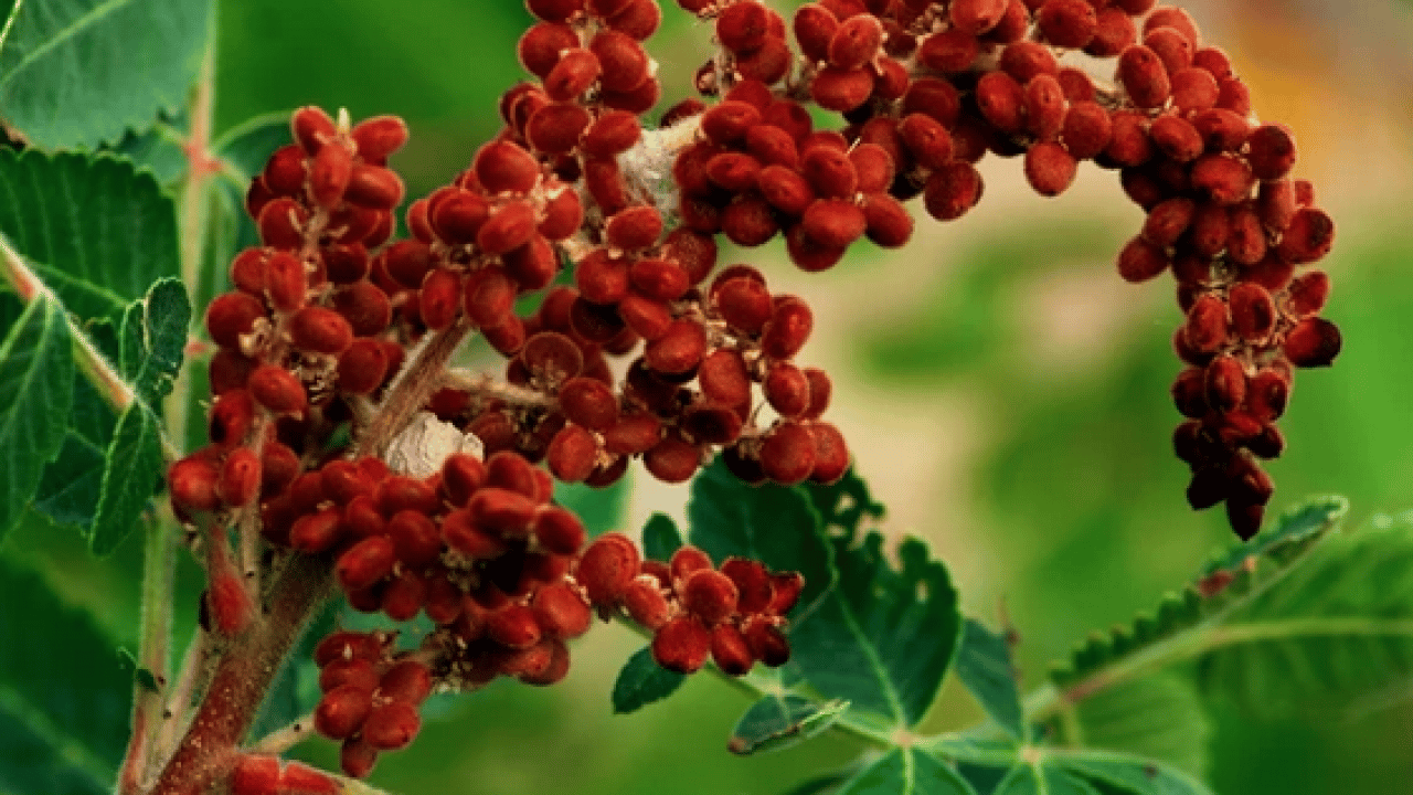 Foto - Haftada 1 sefer kaynatıp için vücudu baştan aşağıya yeniliyor: Günde 1 bardak tüketerek şeker hastalığına veda edin!