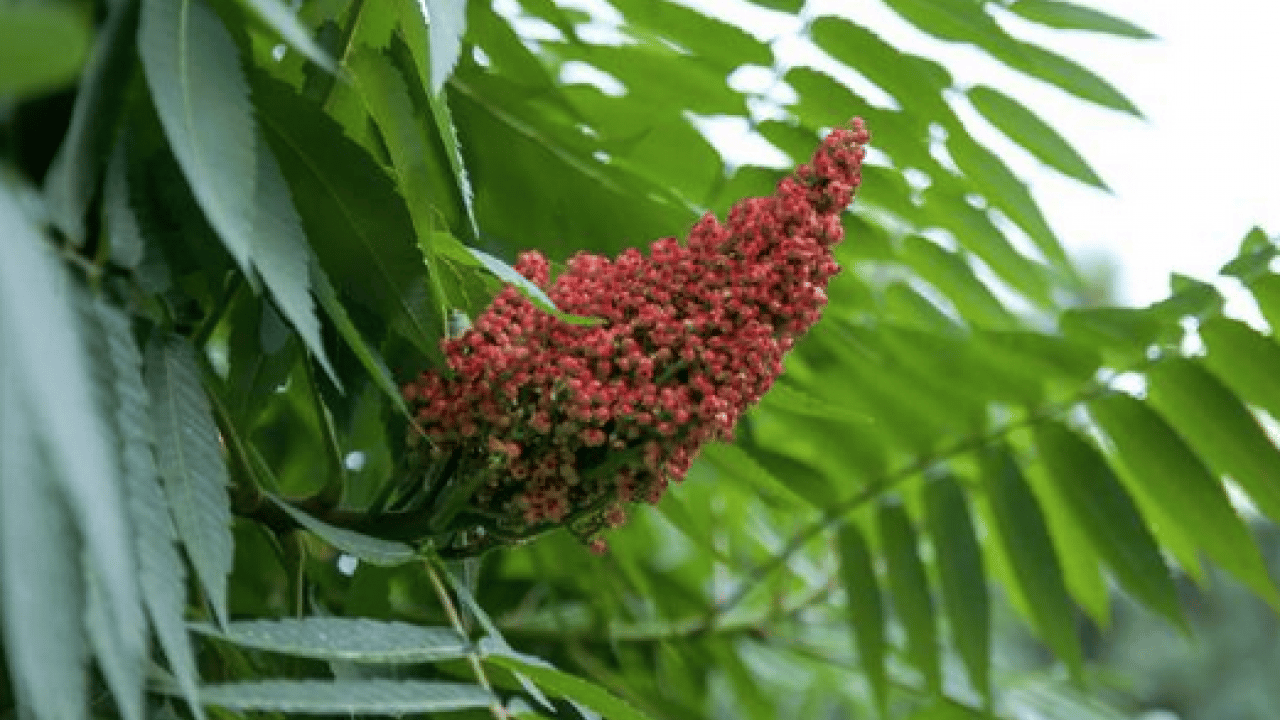 Foto - Haftada 1 sefer kaynatıp için vücudu baştan aşağıya yeniliyor: Günde 1 bardak tüketerek şeker hastalığına veda edin!