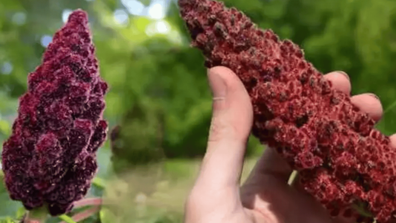 Foto - Haftada 1 sefer kaynatıp için vücudu baştan aşağıya yeniliyor: Günde 1 bardak tüketerek şeker hastalığına veda edin!