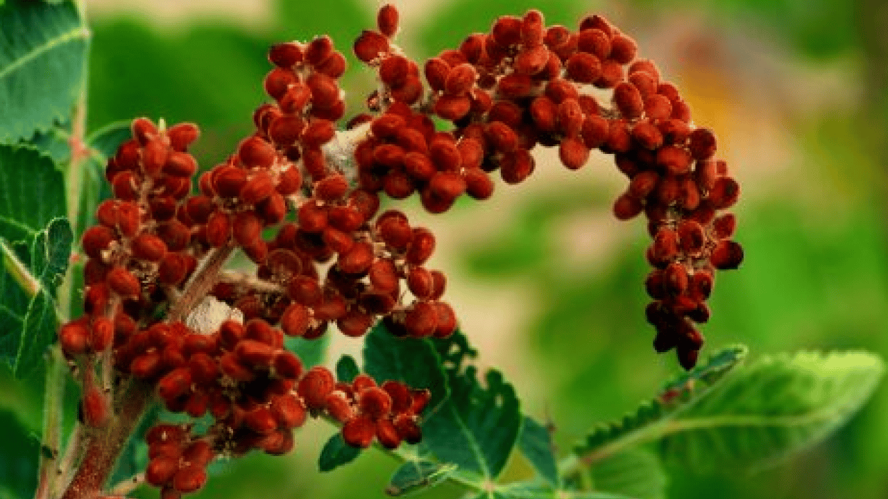 Foto - Haftada 1 sefer kaynatıp için vücudu baştan aşağıya yeniliyor: Günde 1 bardak tüketerek şeker hastalığına veda edin!