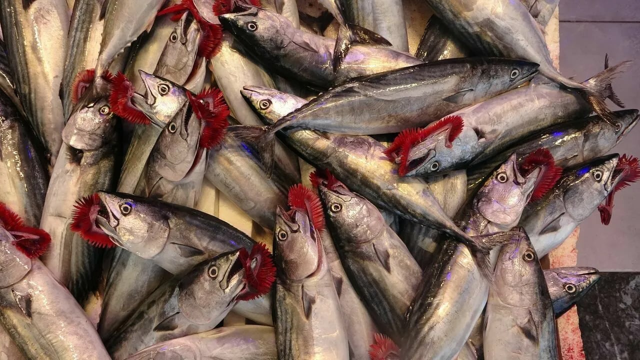 Foto - Haftada bir değil iki kez balık tüketin! Yerli sazan balıkları kapış kapış alıyorlar! Uzmanlar omega-3 ile ilgili uyarı yaptı