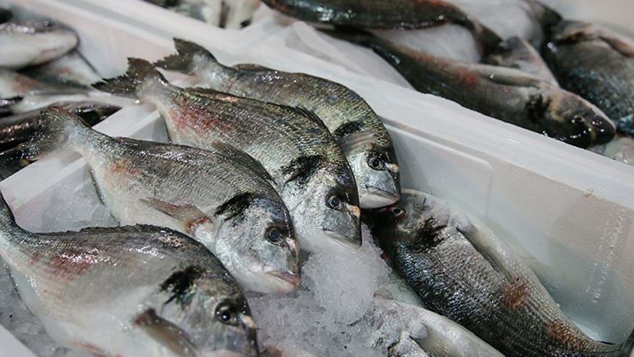 Foto - Haftada bir değil iki kez balık tüketin! Yerli sazan balıkları kapış kapış alıyorlar! Uzmanlar omega-3 ile ilgili uyarı yaptı