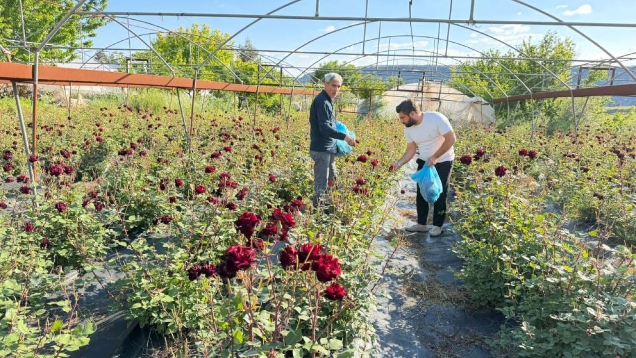 Halfeti’nin Karagülünde hasat başladı
