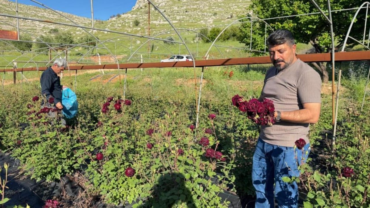Foto - Halfeti’nin Karagülünde hasat başladı