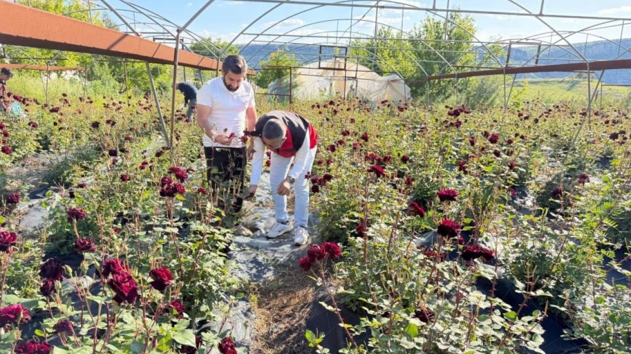 Foto - Halfeti’nin Karagülünde hasat başladı