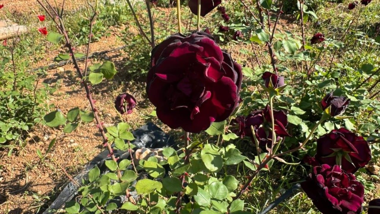 Foto - Halfeti’nin Karagülünde hasat başladı