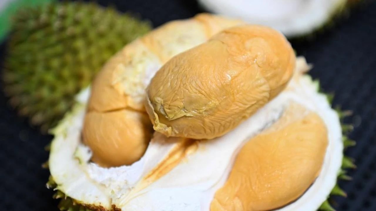 Foto - Halk arasında 'Meyvelerin Kralı' olarak biliniyor: Durian yetiştiriciliğinde çok önemli çalışma! Kokusu çok kötü