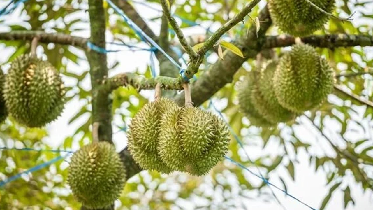 Foto - Halk arasında 'Meyvelerin Kralı' olarak biliniyor: Durian yetiştiriciliğinde çok önemli çalışma! Kokusu çok kötü