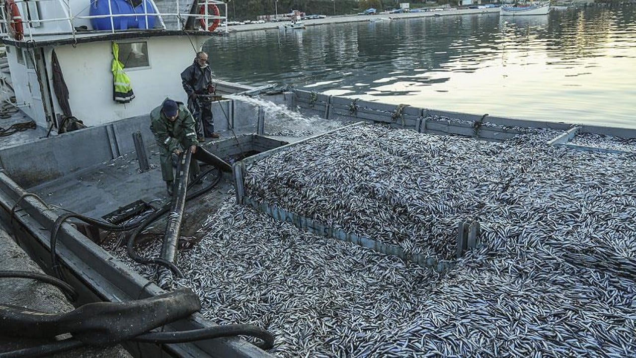 Foto - Hamsi 'bunaldı' Gürcistan'a kaçtı