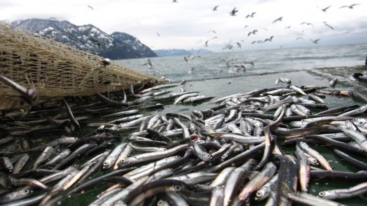 Foto - Hamsi 'bunaldı' Gürcistan'a kaçtı