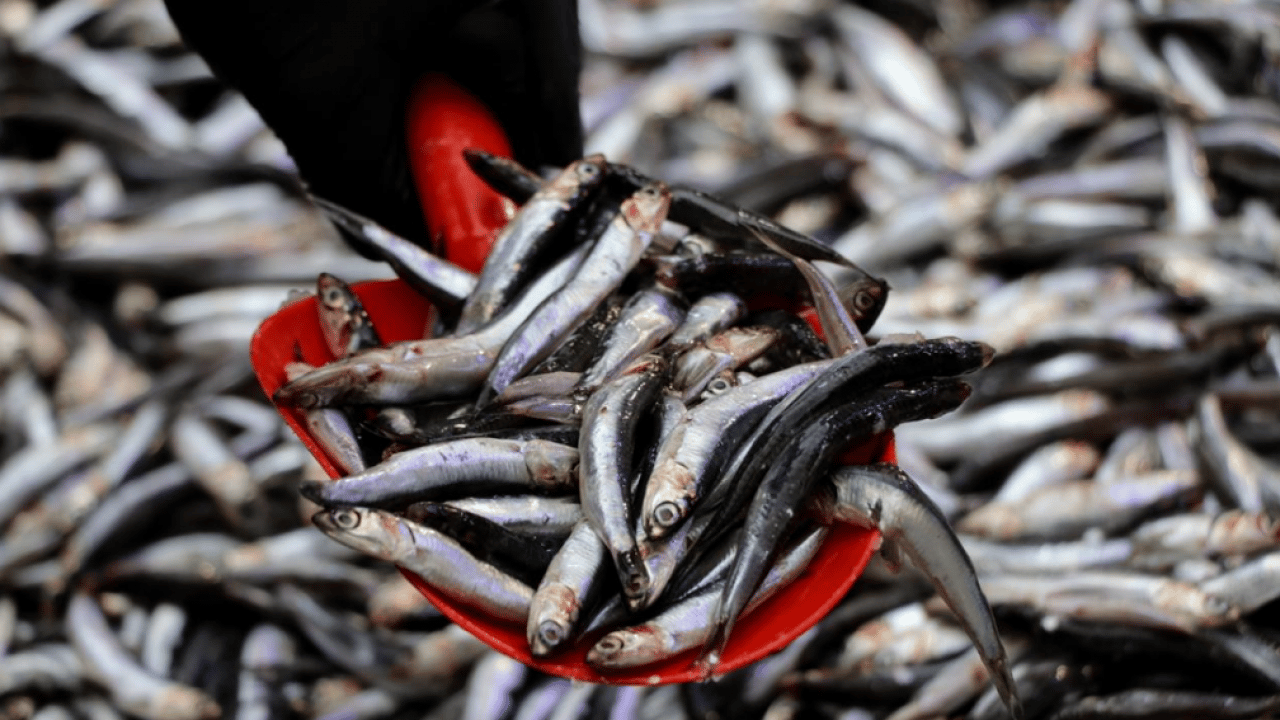 Foto - Hamsi çakıldı! Fiyatı gören tezgaha koştu