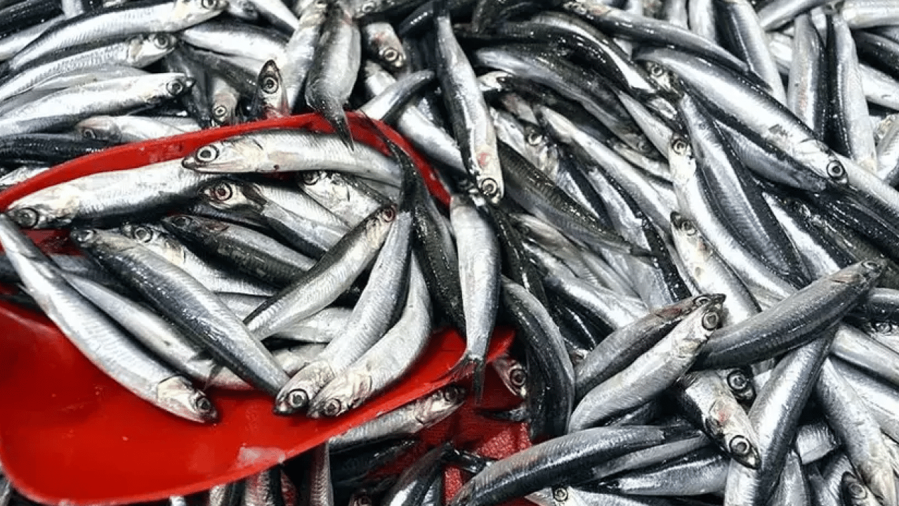 Foto - Hamsi çakıldı! Fiyatı gören tezgaha koştu