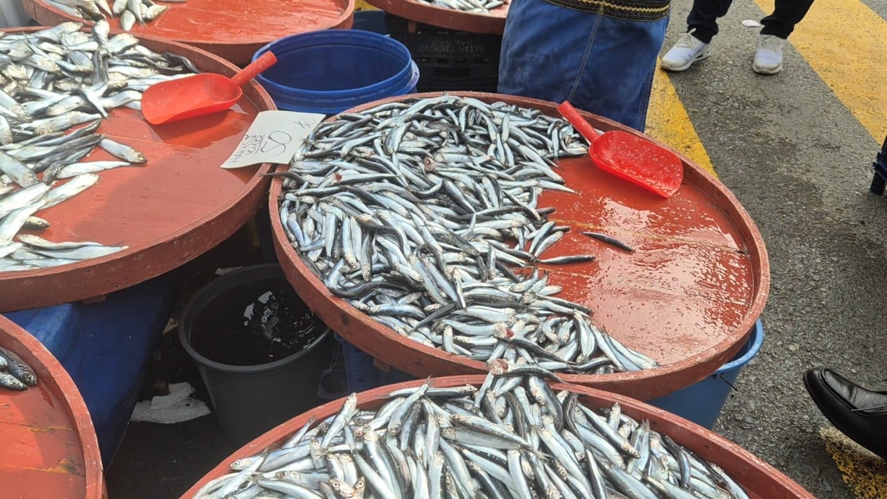 Hamsi çakıldı! Fiyatı gören tezgaha koştu