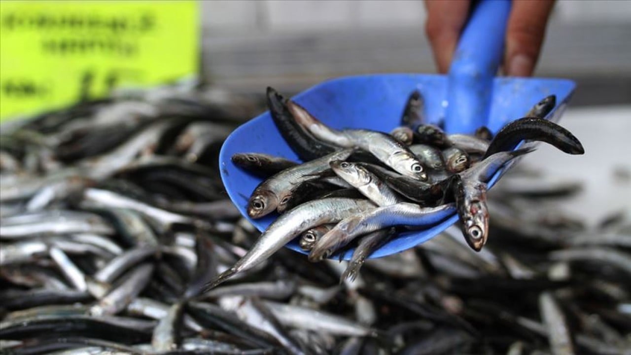 Foto - Hamsi hüsranı