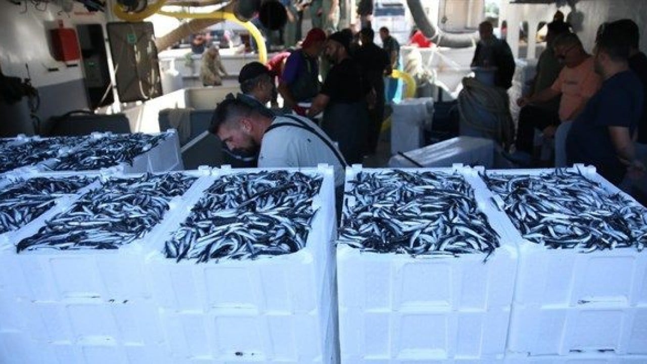 Foto - Hamsi hüsranı