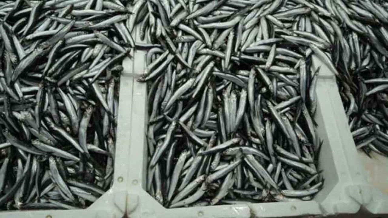 Foto - Hamsi hüsranı